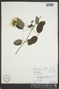 Clematis viorna image