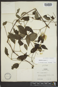 Clematis viorna image