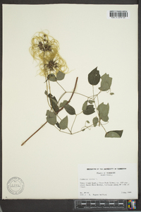 Clematis viorna image