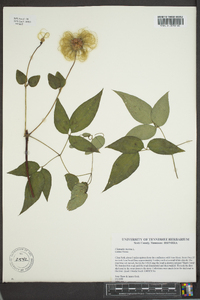 Clematis viorna image