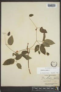 Clematis viorna image