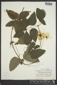 Clematis viorna image