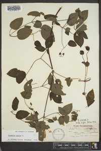 Clematis viorna image