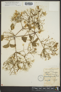 Clematis dioscoreifolia image