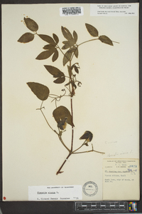 Clematis viorna image