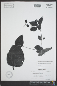 Clematis addisonii image