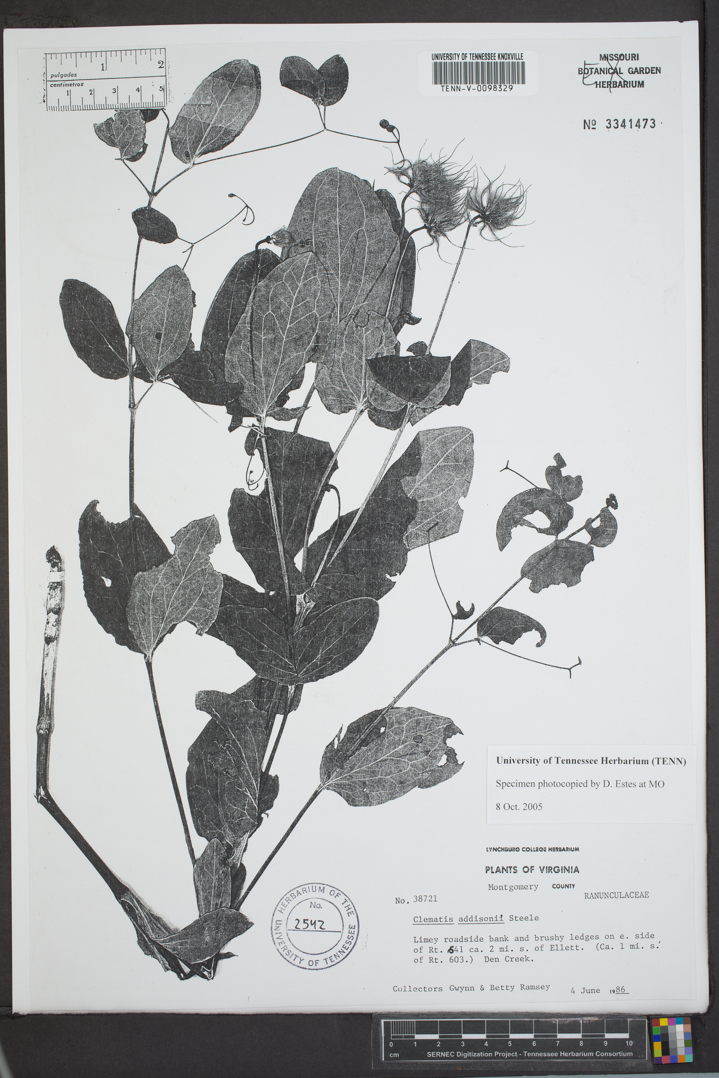 Clematis addisonii image