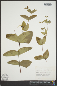 Clematis addisonii image