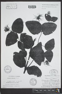 Clematis addisonii image