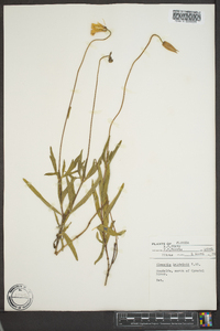 Clematis baldwinii image