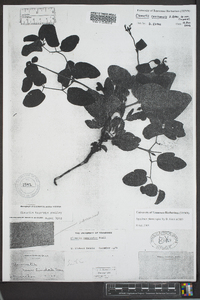 Clematis versicolor image