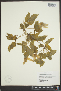 Clematis columbiana image