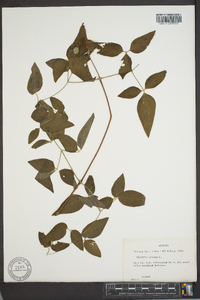 Clematis crispa image