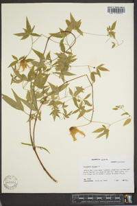 Clematis crispa image