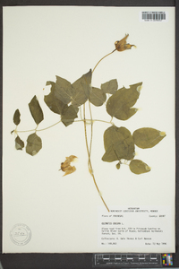 Clematis crispa image