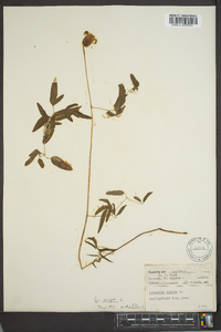 Clematis crispa image