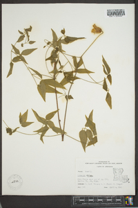 Clematis crispa image