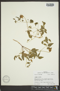 Clematis crispa image