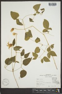 Clematis crispa image