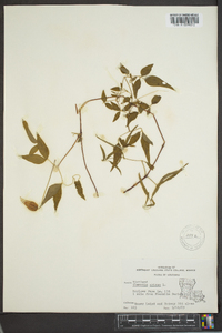 Clematis crispa image