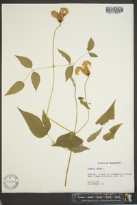 Clematis crispa image