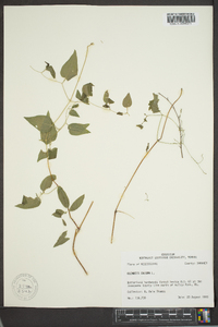 Clematis crispa image