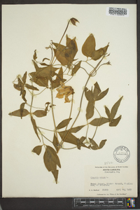 Clematis crispa image