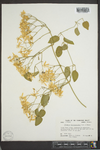 Clematis dioscoreifolia image