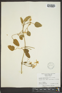 Clematis dioscoreifolia image