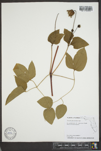 Clematis glaucophylla image