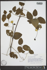 Clematis glaucophylla image