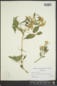 Clematis ligusticifolia image