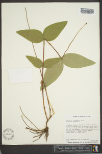 Clematis ochroleuca image