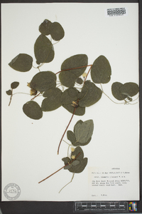 Clematis pitcheri image