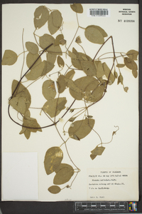 Clematis reticulata image