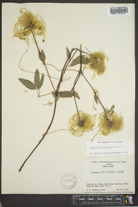 Clematis reticulata image