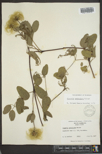 Clematis reticulata image