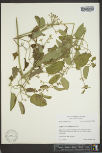 Clematis terniflora image