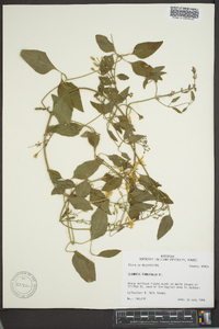 Clematis terniflora image