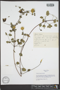 Clematis texensis image