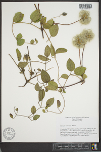 Clematis reticulata image