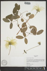 Clematis reticulata image