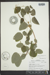 Clematis versicolor image