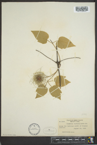 Clematis verticillaris image