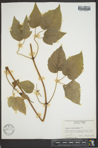 Clematis verticillaris image