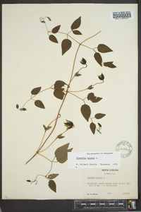 Clematis viorna image