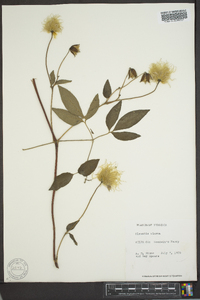 Clematis viorna image