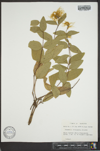 Clematis viticaulis image