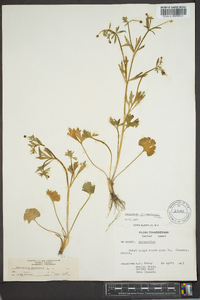 Ranunculus allegheniensis image