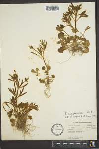 Ranunculus allegheniensis image